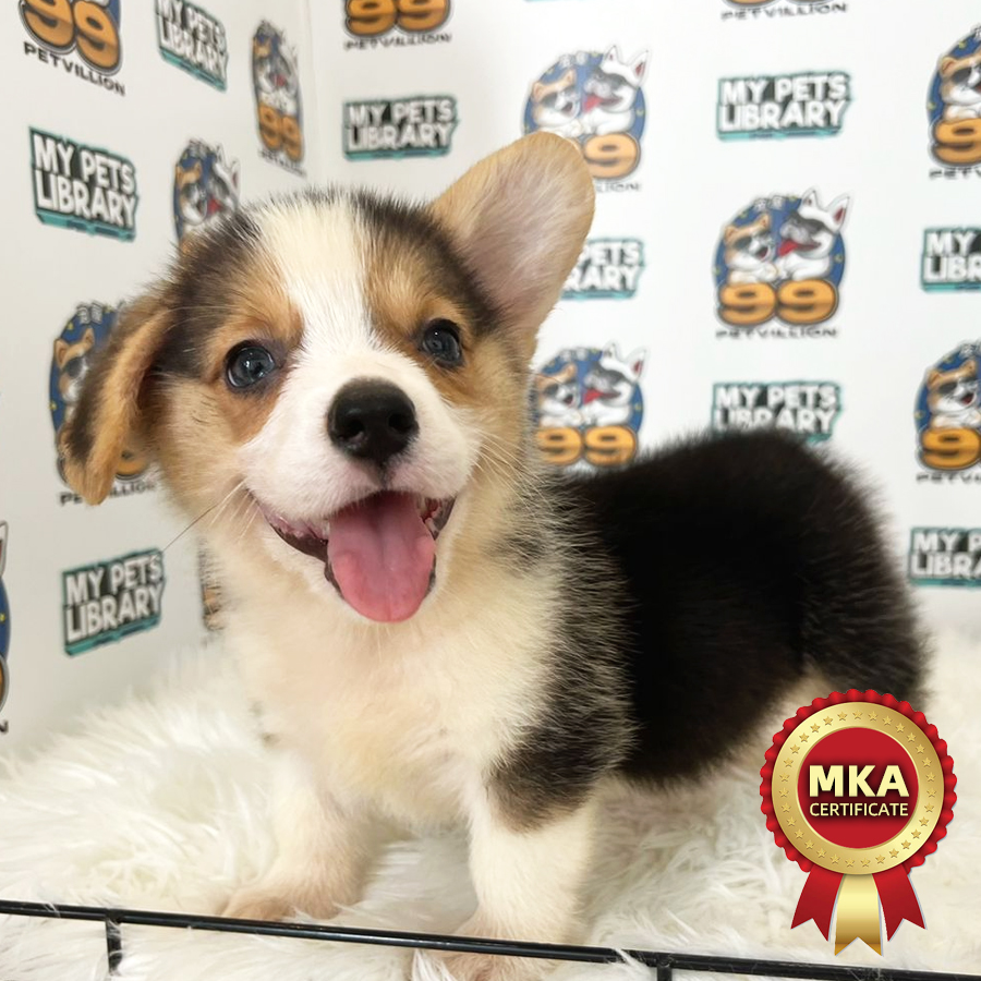 MKA Welsh Corgi Puppy (Male) For Sale