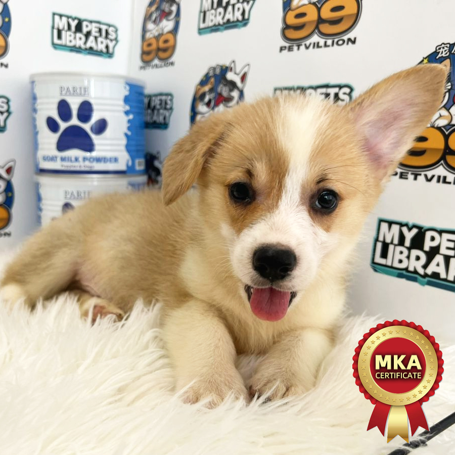 MKA Welsh Corgi Puppy (Male) For Sale