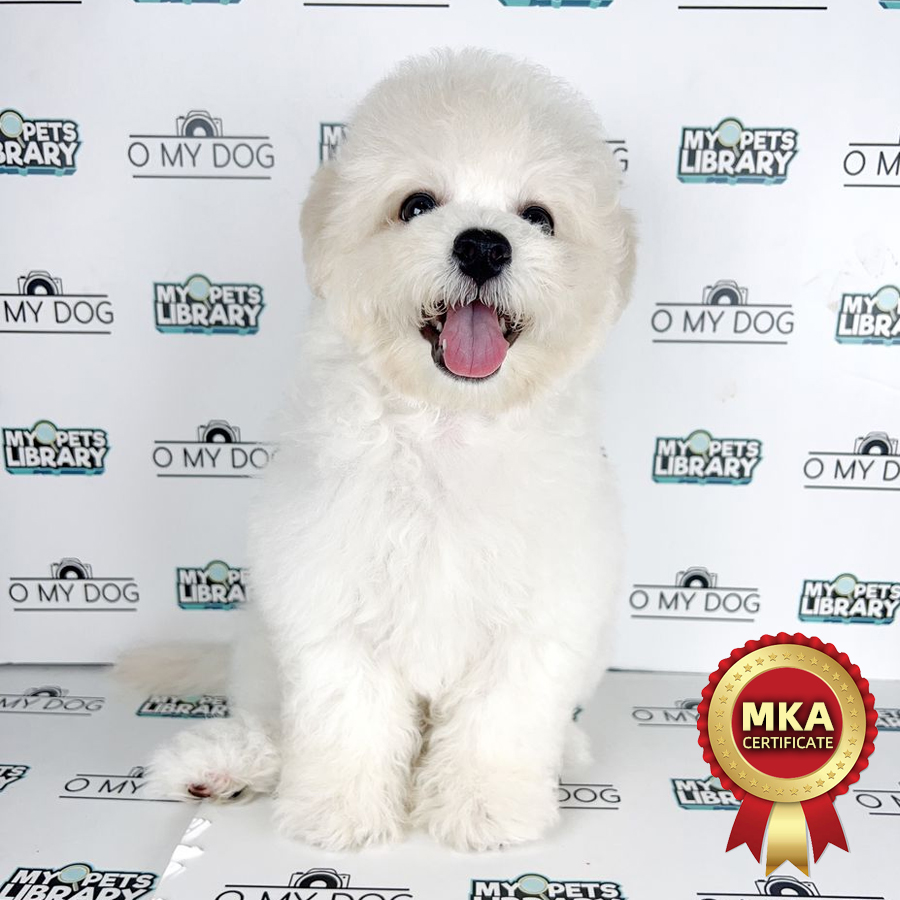 Bichon Frise Puppy (Female) For Sale