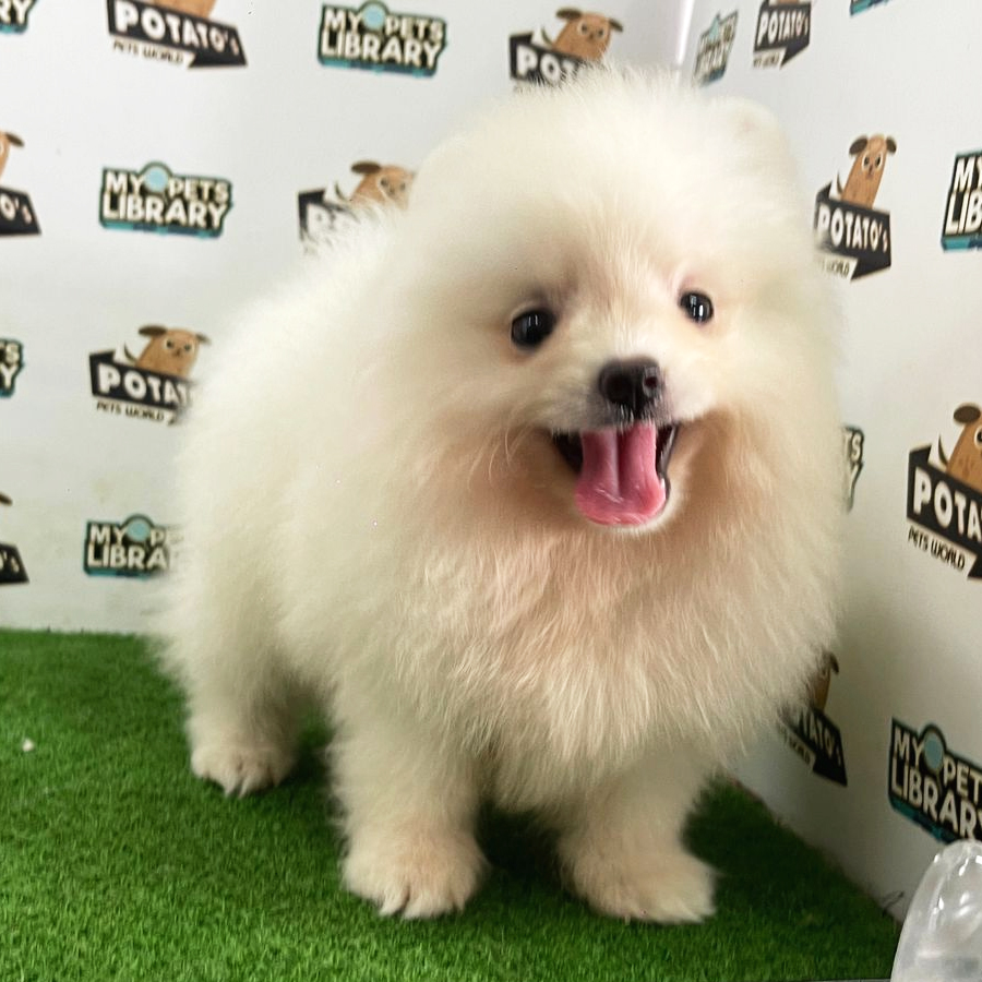 Pomeranian Puppy (Female) For Sale