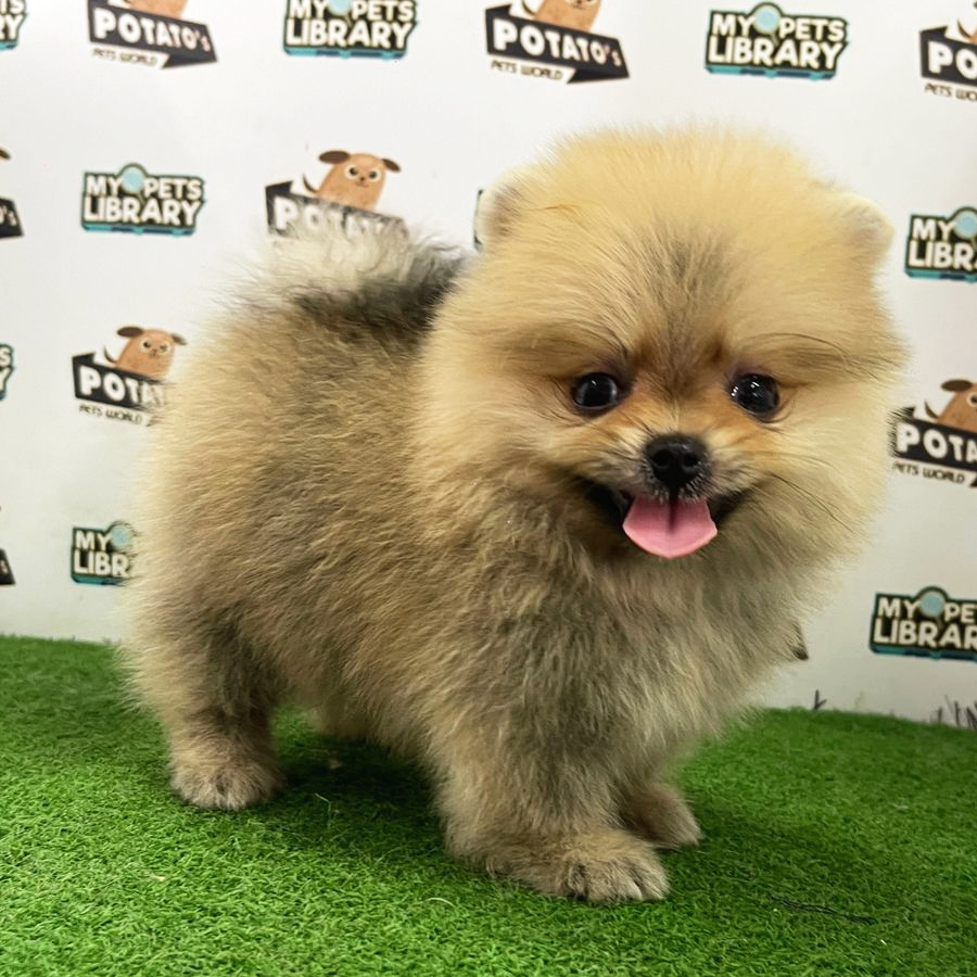 Pomeranian Puppy (Female) For Sale