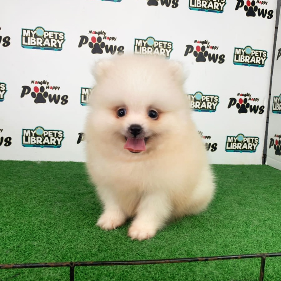 Pomeranian Puppy (Male) For Sale