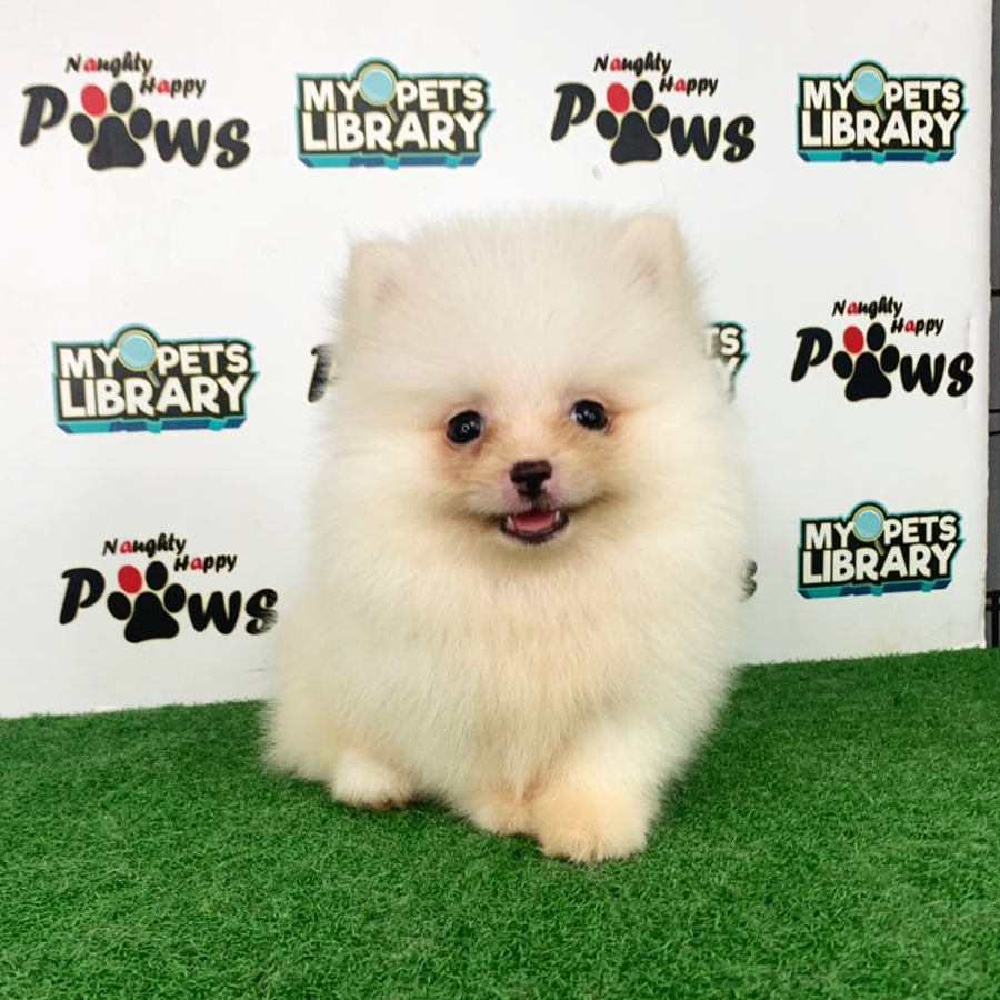 Pomeranian Puppy (Female) For Sale