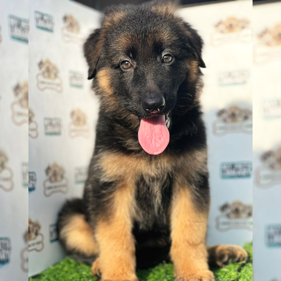 German Shepherd Puppy (Female) For Sale