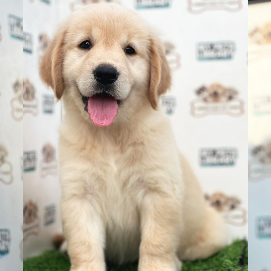 Golden Retriever Puppy (Female) For Sale