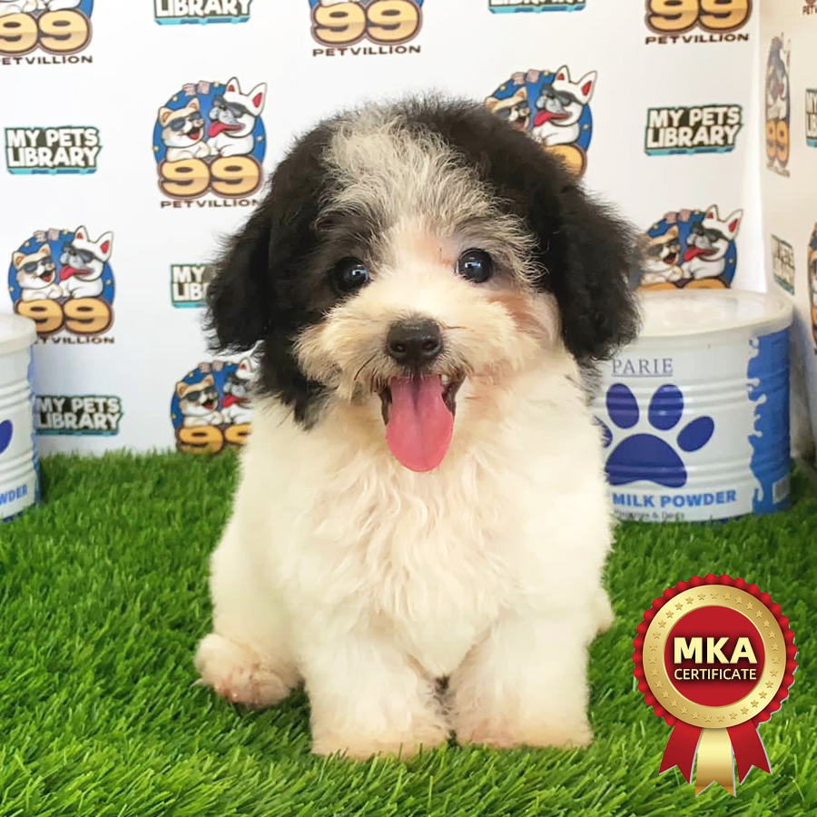MKA Toy Poodle Puppy (Female) For Sale