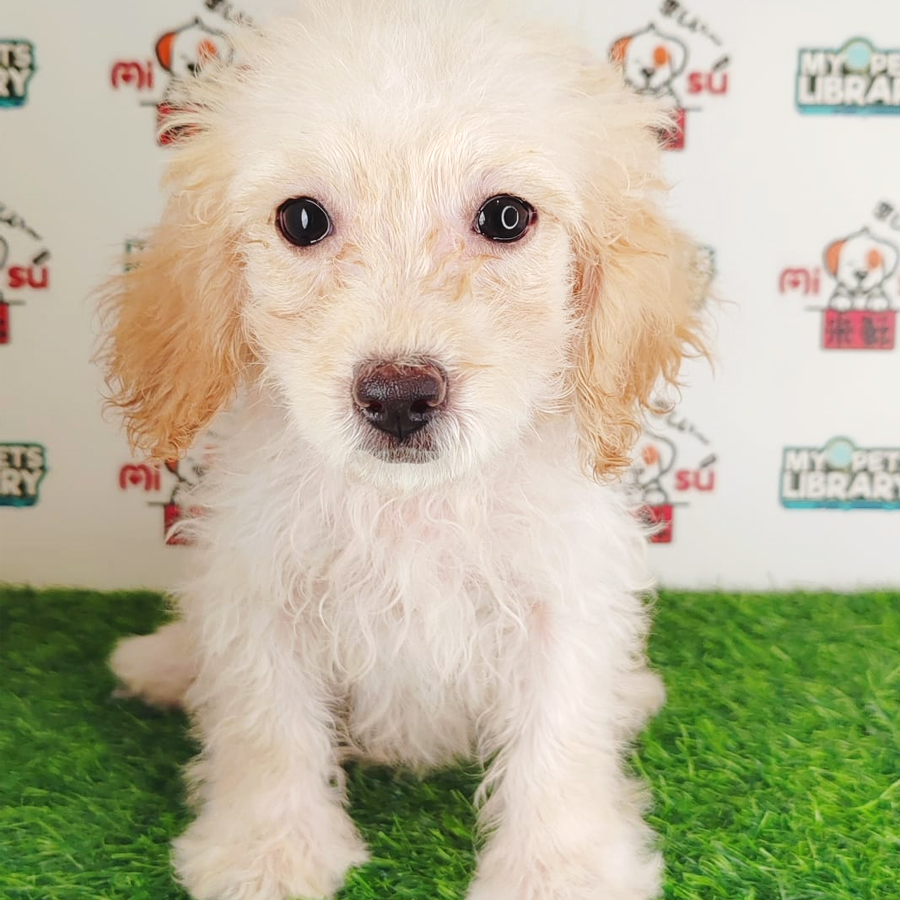 Tiny Poodle Puppy (Female) For Sale