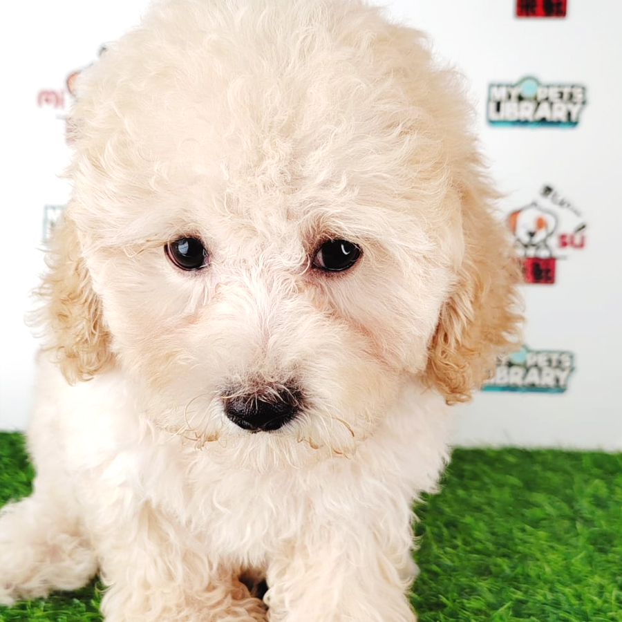 Tiny Poodle Puppy (Male) For Sale