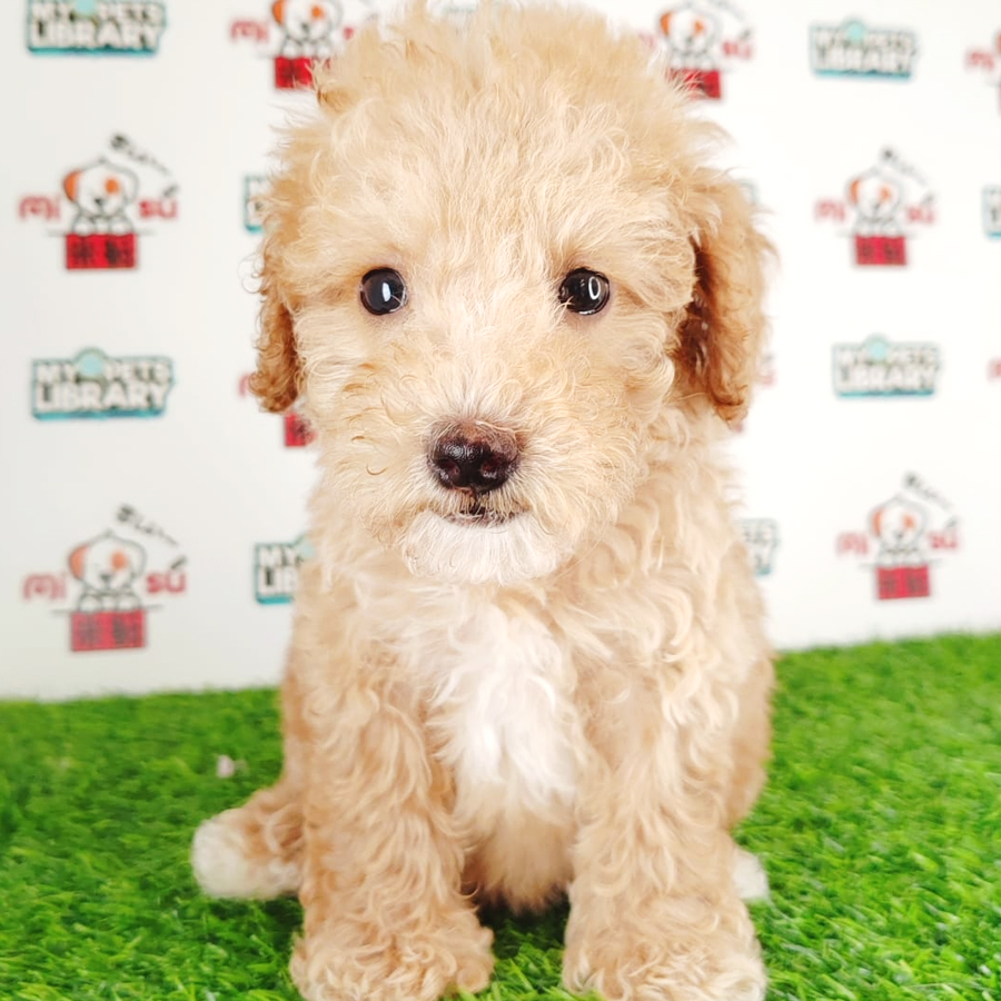 Tiny Poodle Puppy (Male) For Sale