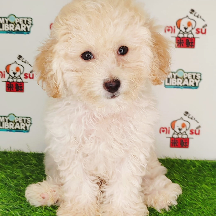 Tiny Poodle Puppy (Male) For Sale