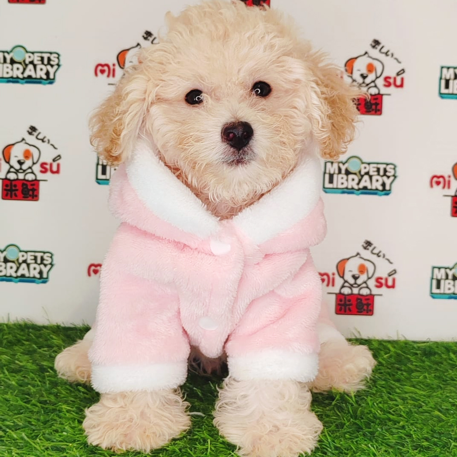 Tiny Poodle Puppy (Male) For Sale