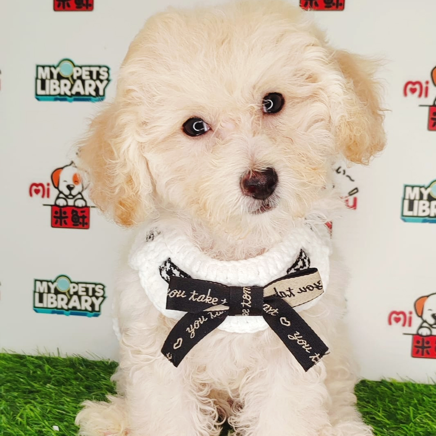 Tiny Poodle Puppy (Male) For Sale
