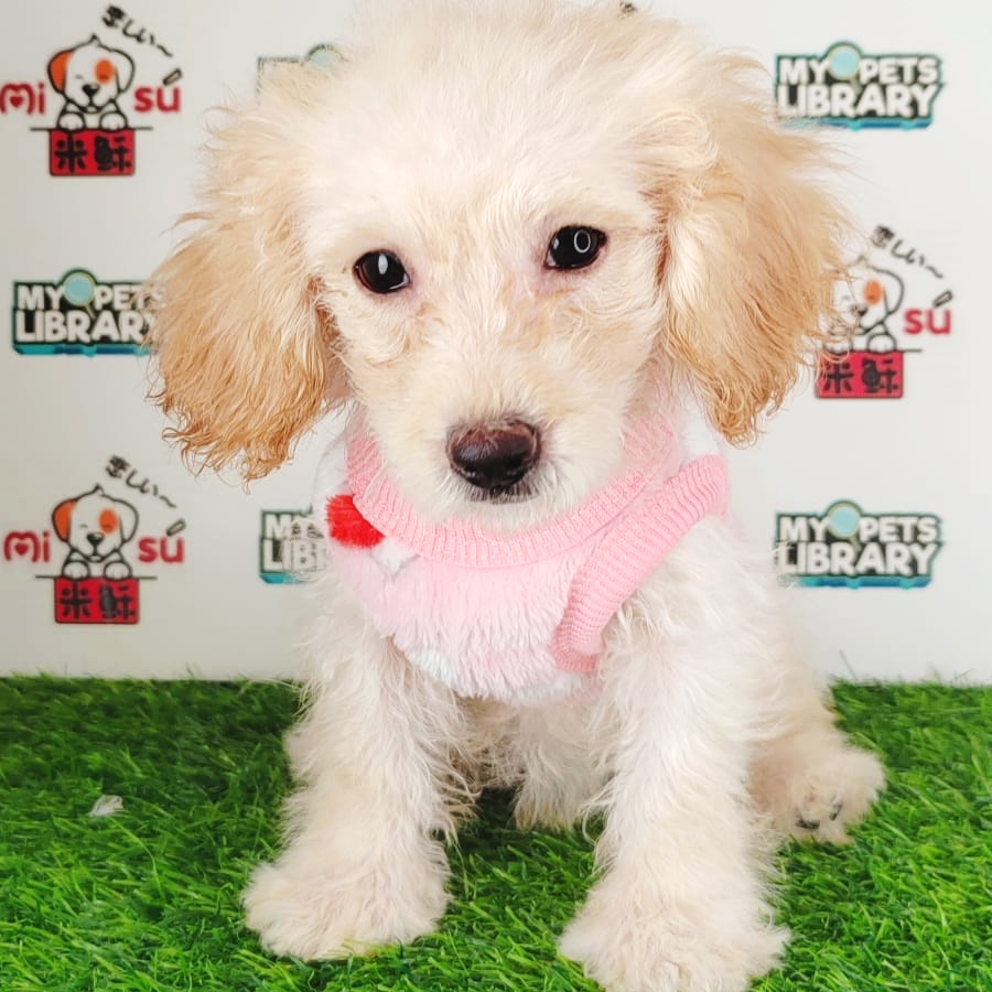 Tiny Poodle Puppy (Female) For Sale