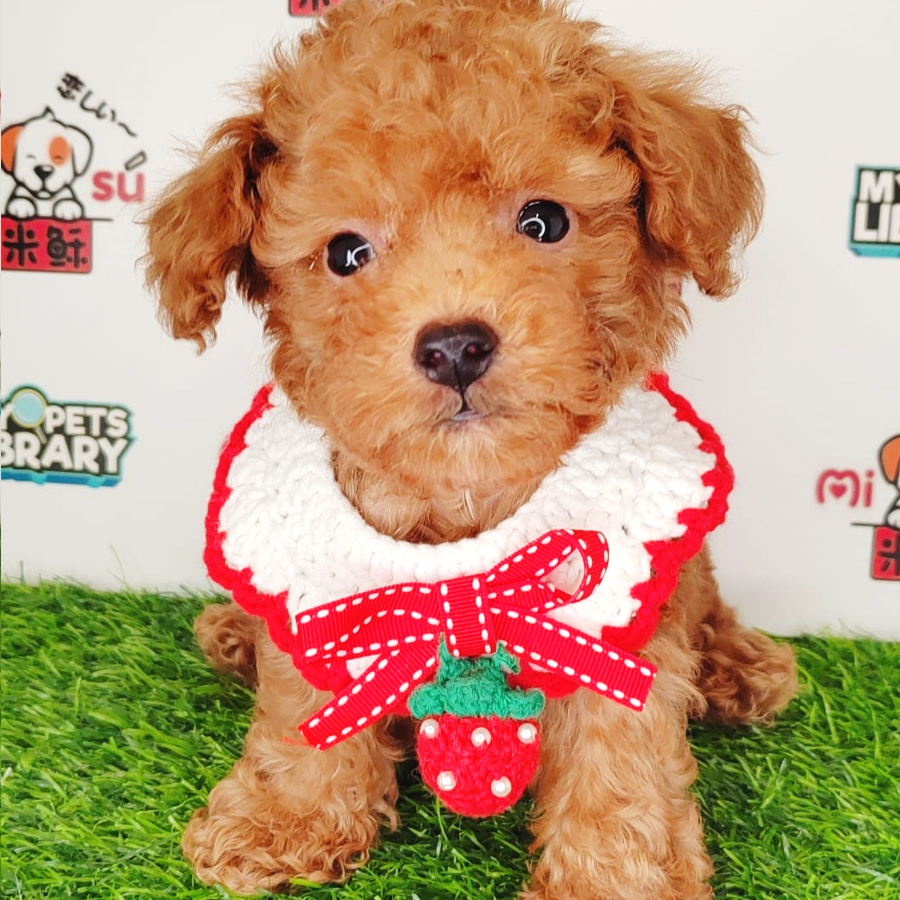 Tiny Poodle Puppy (Female) For Sale