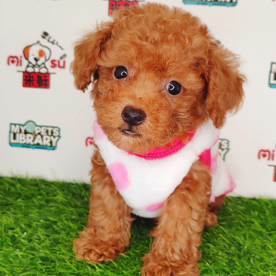 Tiny Poodle Puppy (Female) For Sale