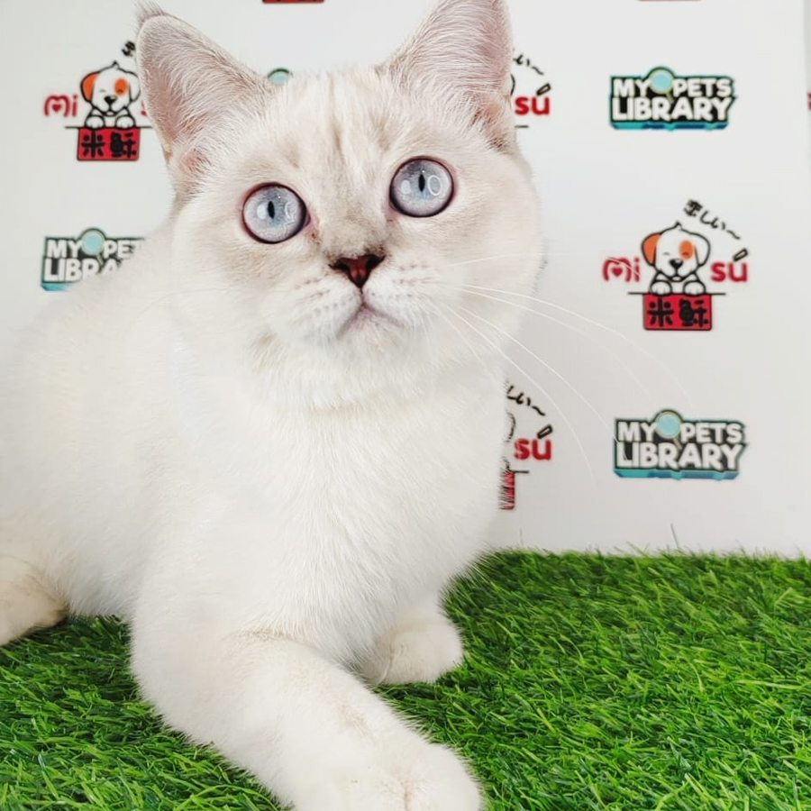 British Shorthair Kitten (Female) For Sale