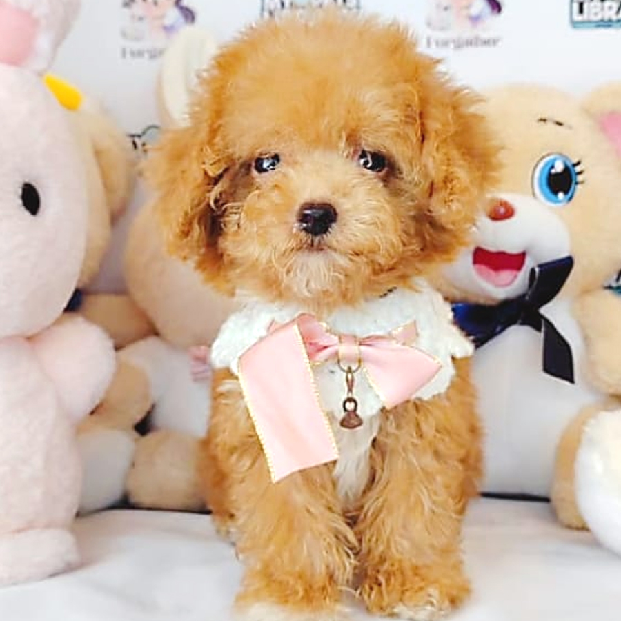 Tiny Poodle Puppy (Female) For Sale