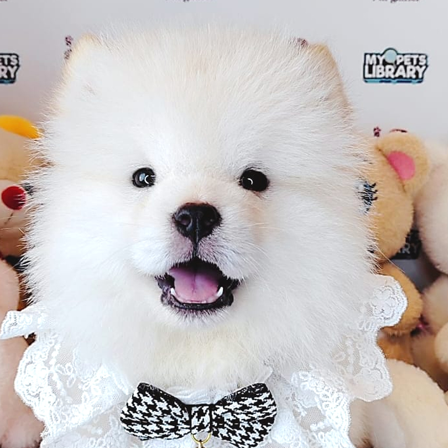 Chow Chow Puppy (Female) For Sale