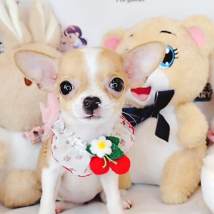 Shortcoat Chihuahua Puppy (Female) For Sale
