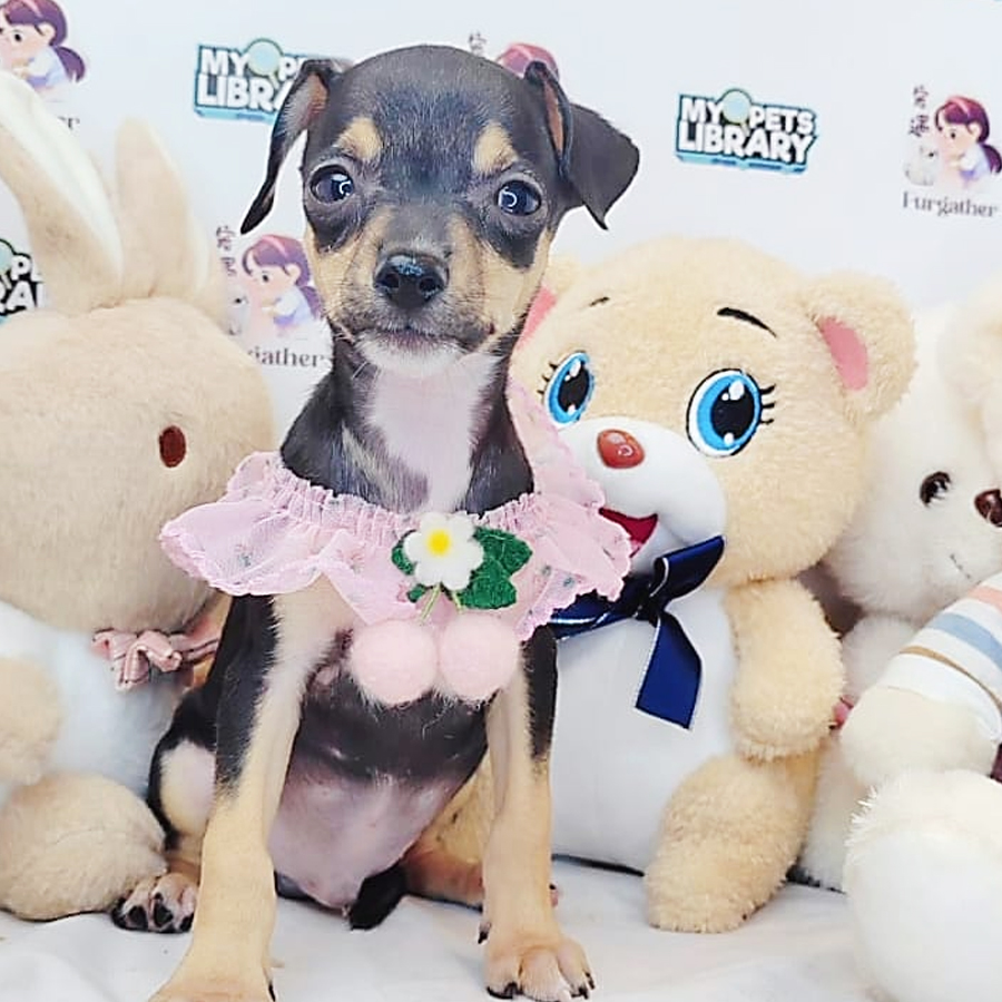 Shortcoat Chihuahua Puppy (Male) For Sale