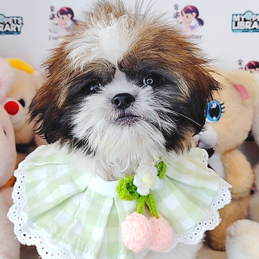 Shih Tzu Puppy (Female) For Sale