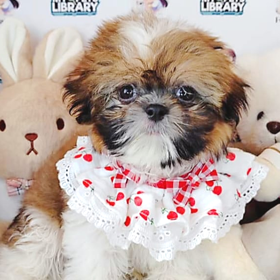 Shih Tzu Puppy (Male) For Sale