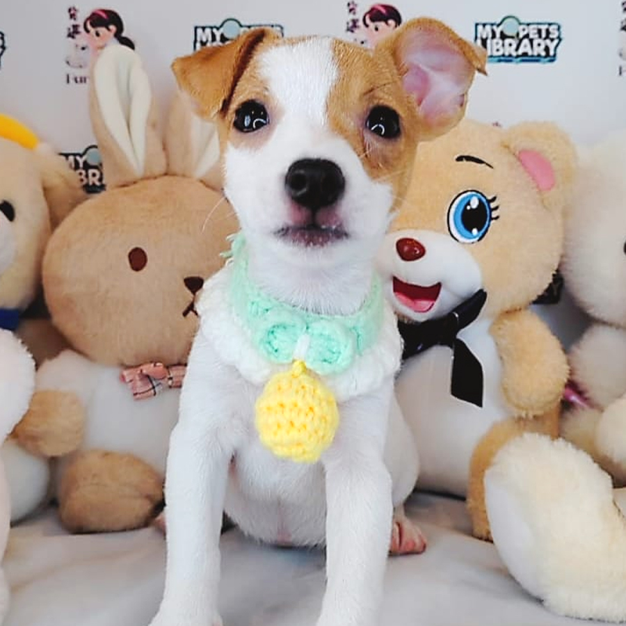 Jack Russell Puppy (Female) For Sale