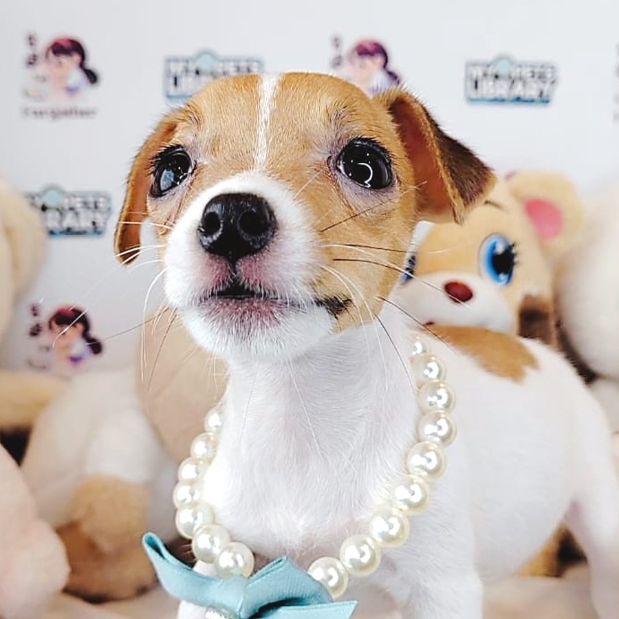 Jack Russell Puppy (Female) For Sale