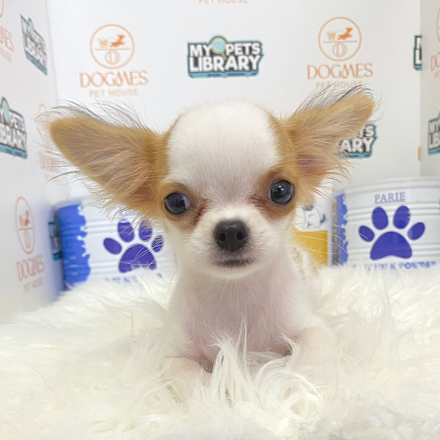 Chihuahua Puppy (Female) For Sale