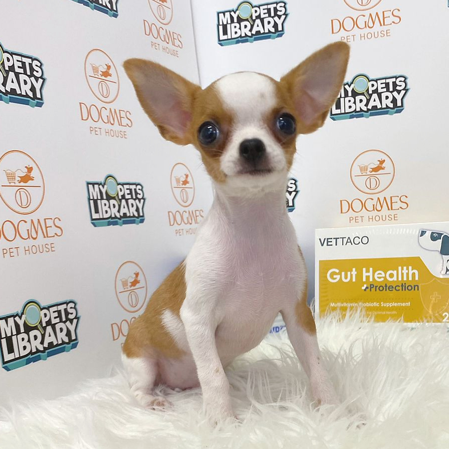 Chihuahua Puppy (Male) For Sale