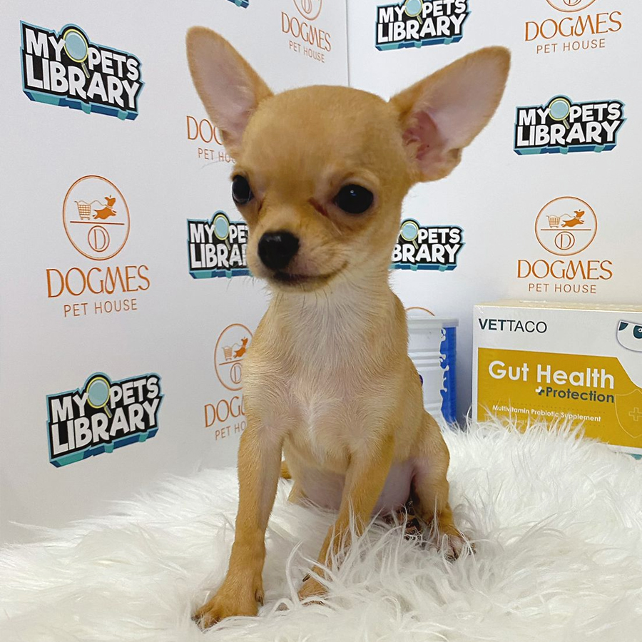 Chihuahua Puppy (Female) For Sale