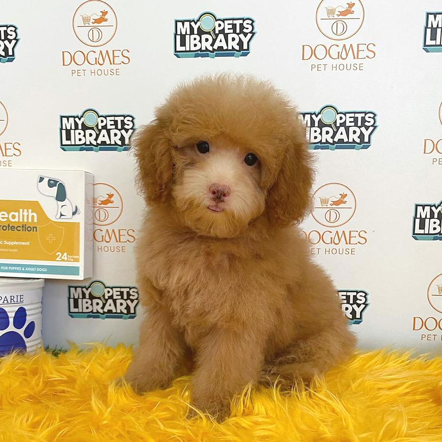 Toy Poodle Puppy (Male) For Sale
