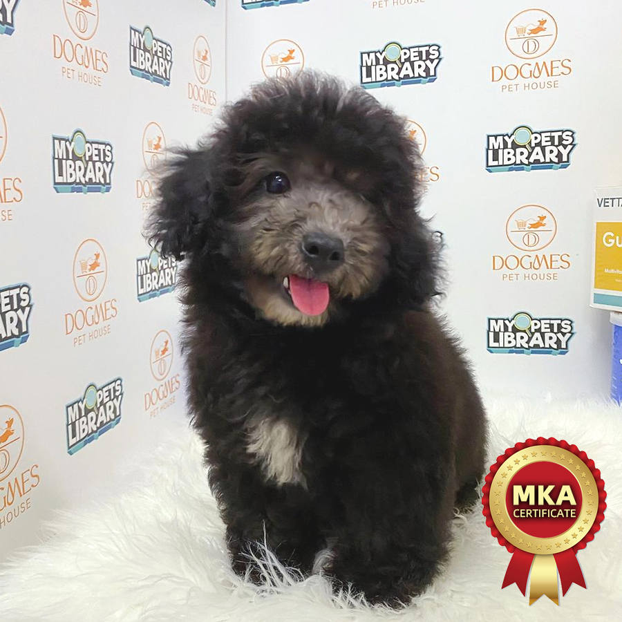 MKA Toy Poodle Puppy (Male) For Sale