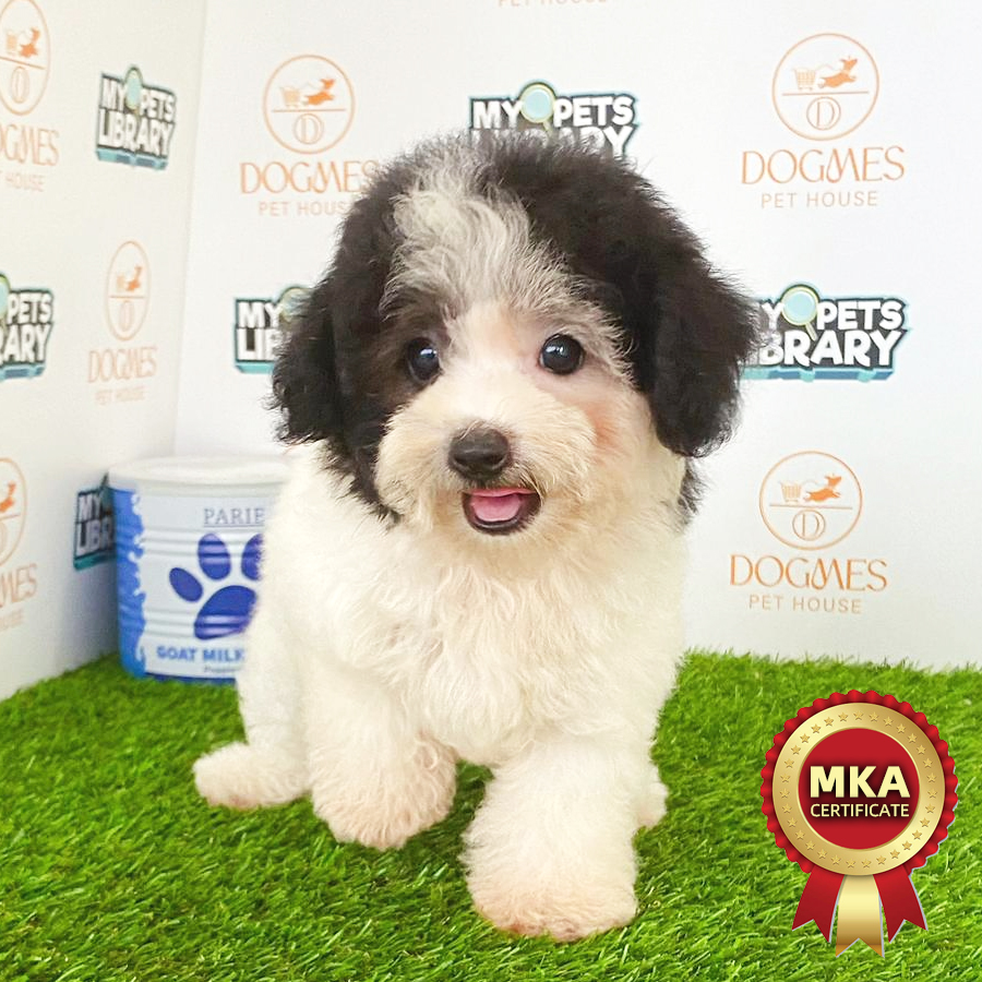 MKA Toy Poodle Puppy (Female) For Sale