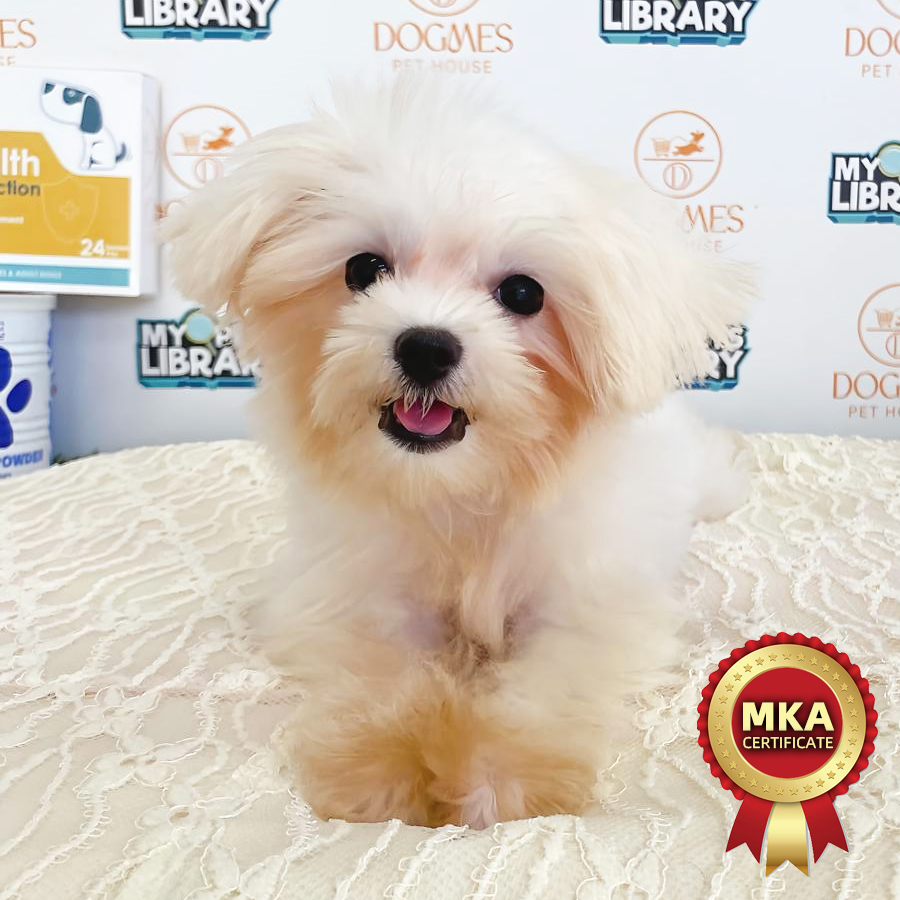 MKA Tiny Maltese Puppy (Female) For Sale