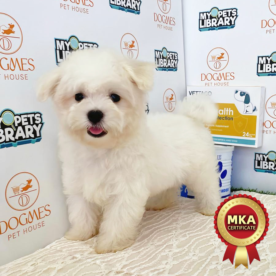 MKA Tiny Maltese Puppy (Male) For Sale