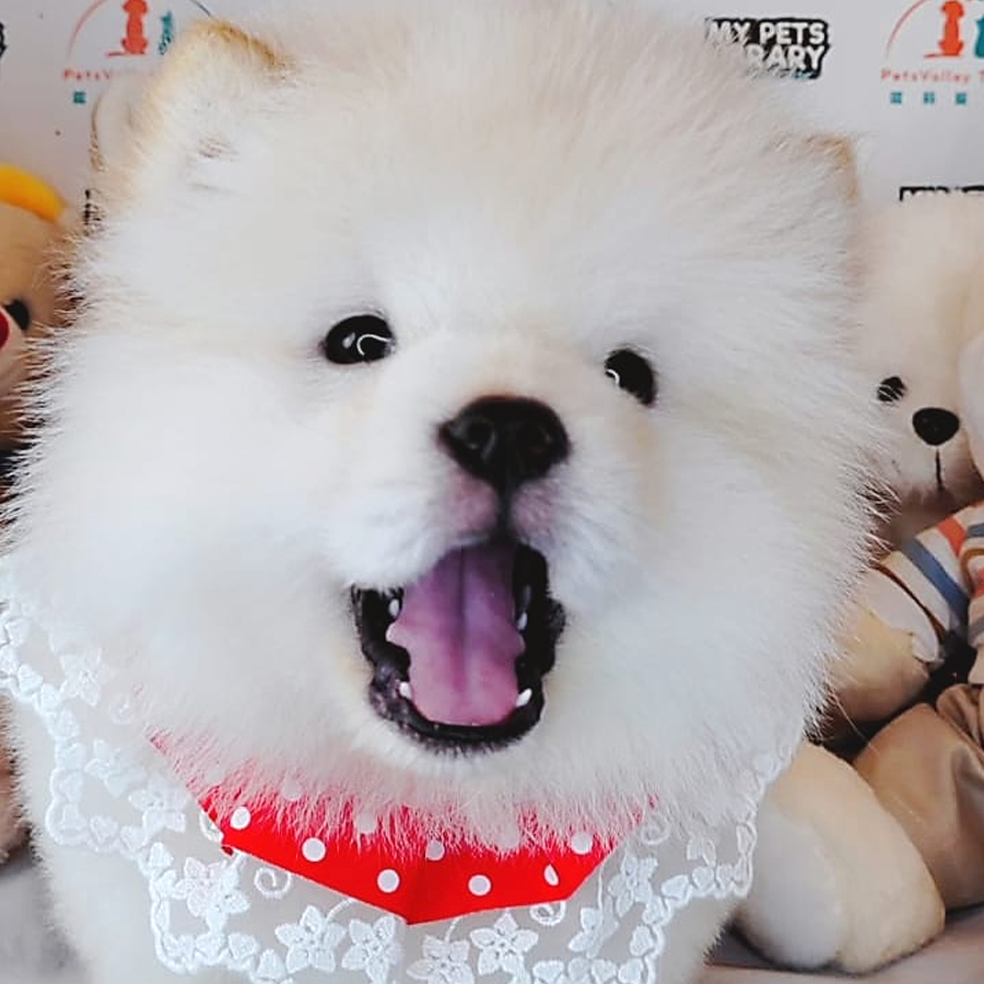 Chow Chow Puppy (Female) For Sale