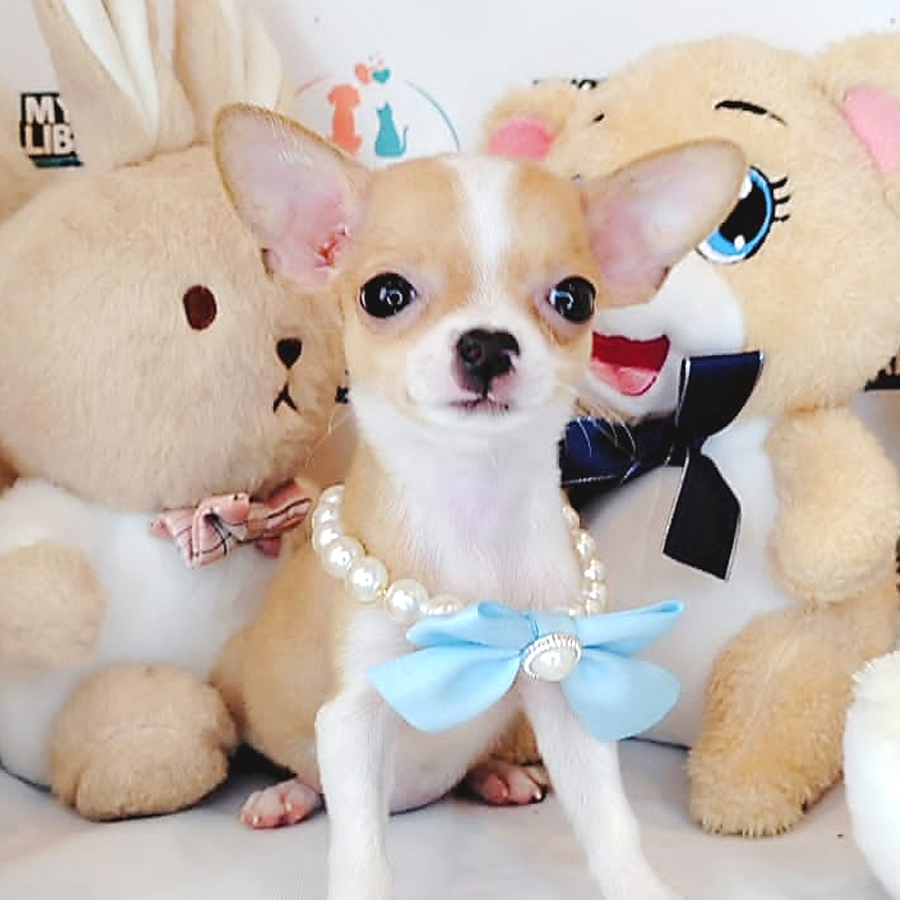Shortcoat Chihuahua Puppy (Female) For Sale