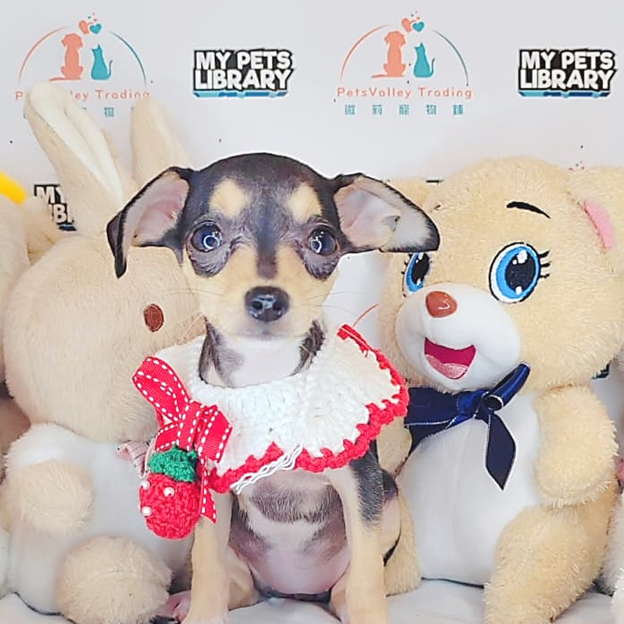 Shortcoat Chihuahua Puppy (Male) For Sale