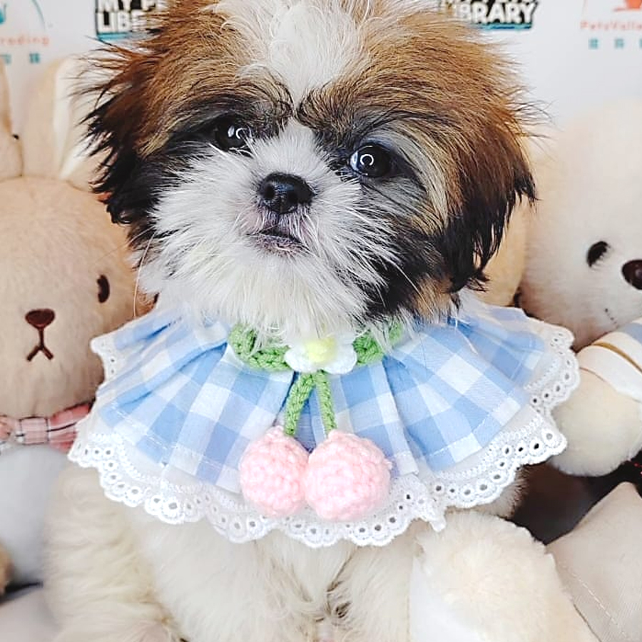 Shih Tzu Puppy (Male) For Sale