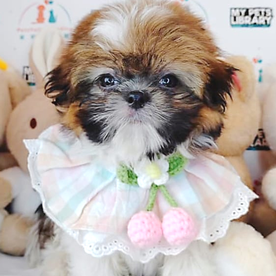 Shih Tzu Puppy (Male) For Sale