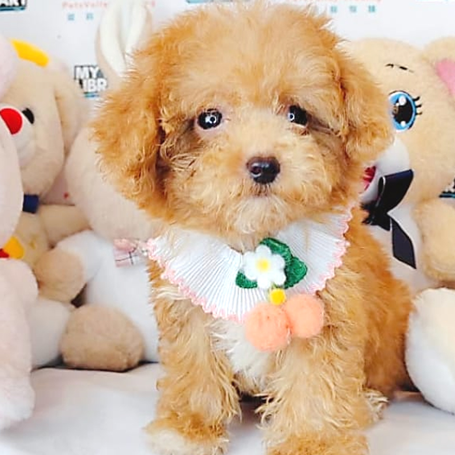 Tiny Poodle Puppy (Female) For Sale