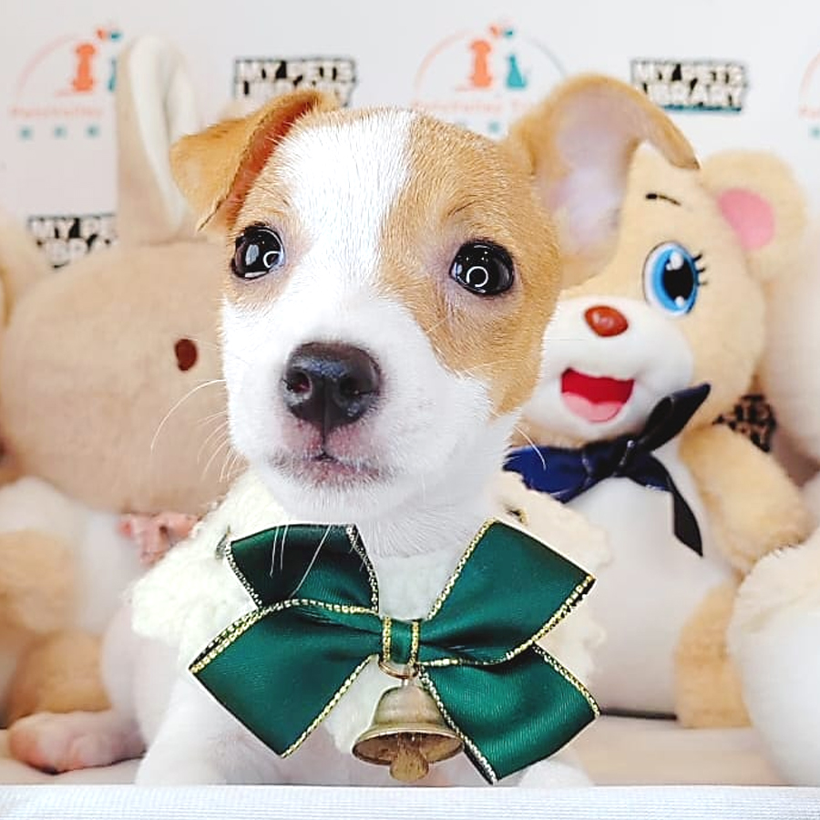 Jack Russell Puppy (Female) For Sale