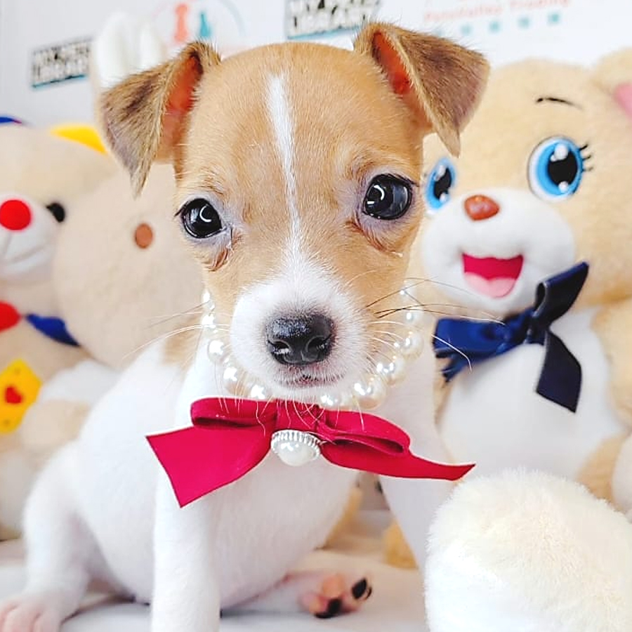 Jack Russell Puppy (Female) For Sale