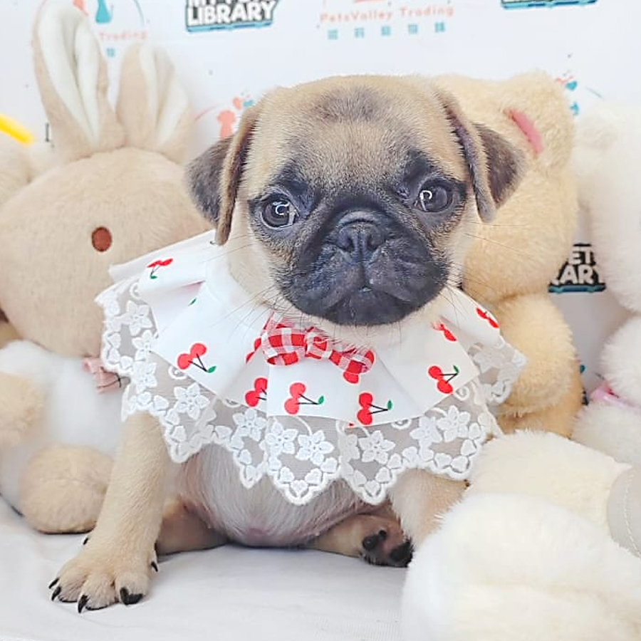 Pug Puppy (Female) For Sale