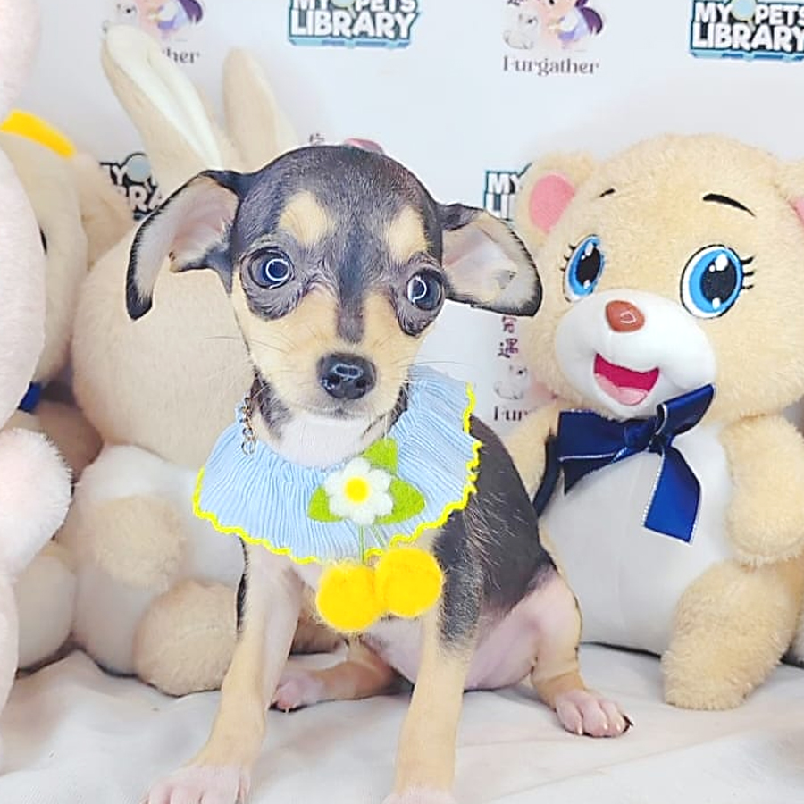 Shortcoat Chihuahua Puppy (Male) For Sale