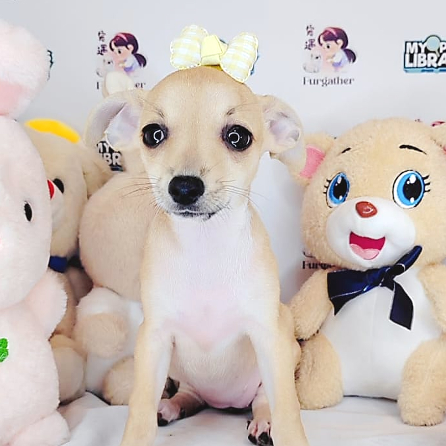 Shortcoat Chihuahua Puppy (Female) For Sale