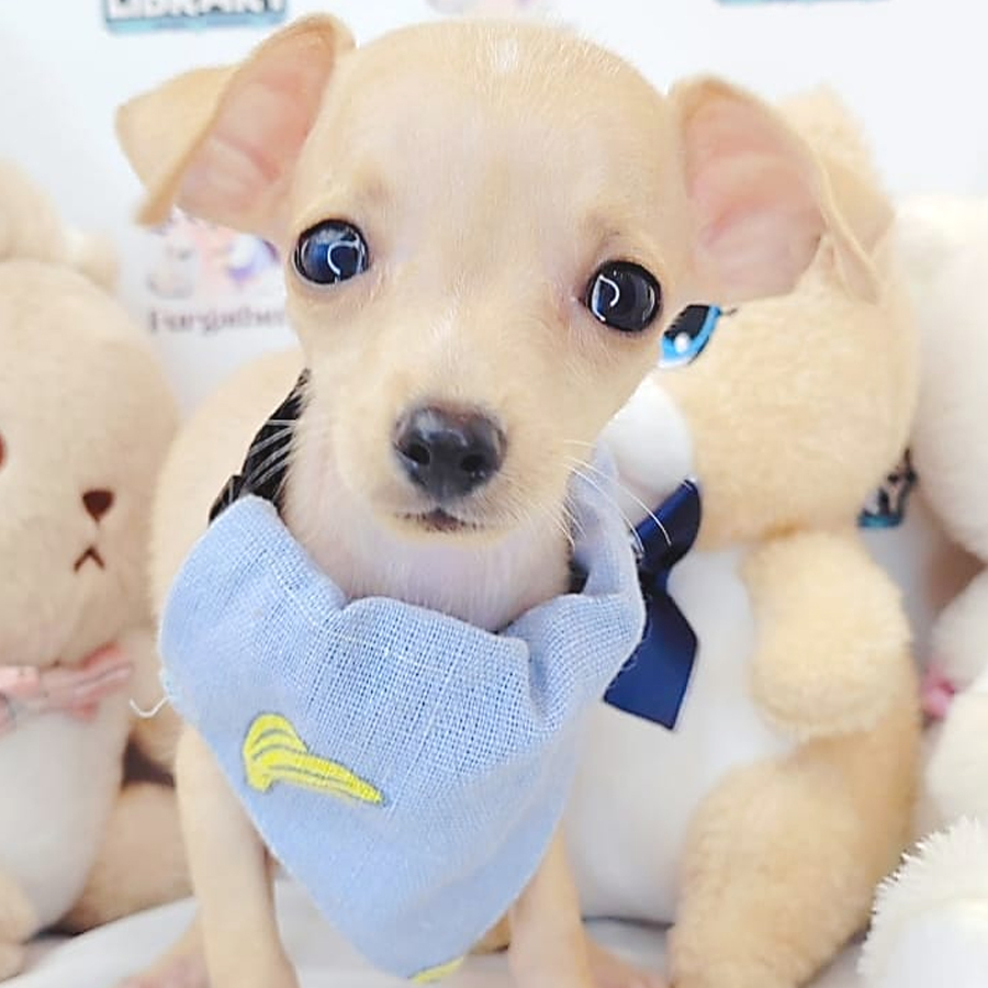 Shortcoat Chihuahua Puppy (Male) For Sale