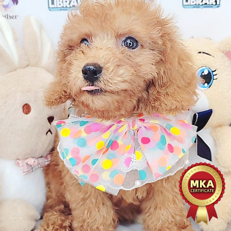 MKA Toy Poodle Puppy (Male) For Sale