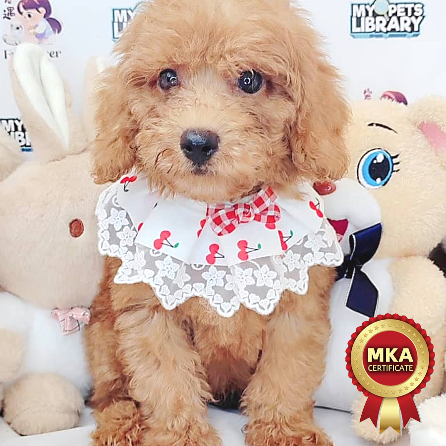 MKA Toy Poodle Puppy (Male) For Sale